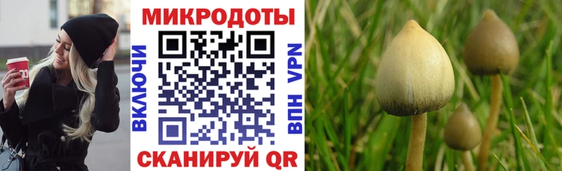купить  сайты  Кондрово  Псилоцибиновые грибы мицелий 